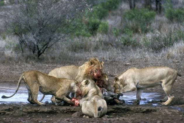 Creative Highlights World Ein Rudel afrikanischer Löwen (Panthera leo) verschlingt ein Steppenzebra (Equus quagga) am Wasserloch, Krüger-Nationalpark, Südafrika *** a Rudel African Lions Panthera Leo devours a Plains zebra Equus quagga on waterhole, Kruger national park, South Africa Copyright: imageBROKER/alimdix/xArterra ibltsm08841137.jpg