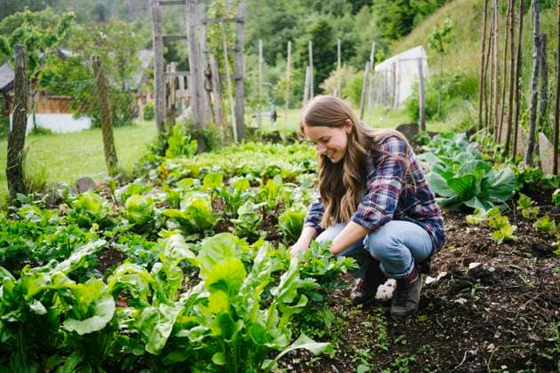 Smiling woman planting leaf vegetable in garden model released, Symbolfoto, GIOF15629