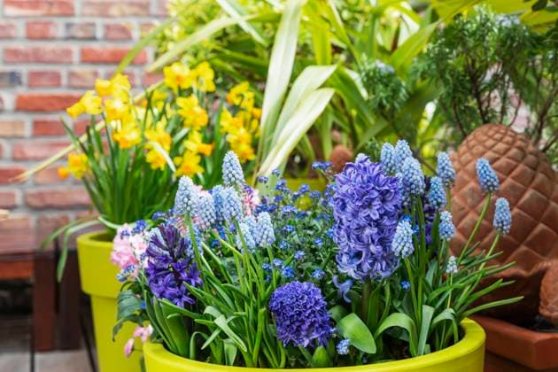 Blue and purple hyacinths and forget-me-nots cultivated on balcony property released, GWF07656