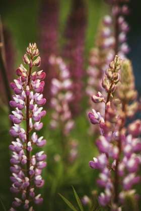 Lupin flowers growing on field, IEF00263