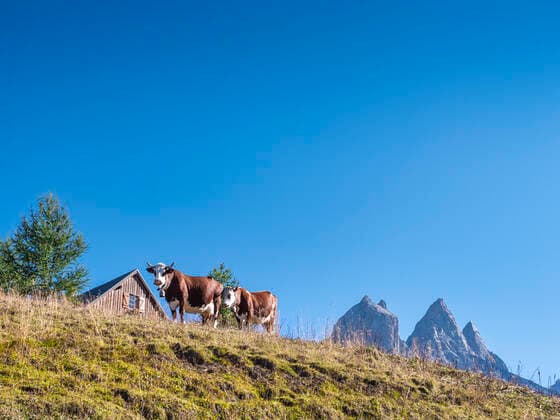 Cows standing on grass under blue sky at Vanoise national park, France, Vanoiise FRA, Frankreich FRA, FRANCE Aiguilles d Arves LAF02777