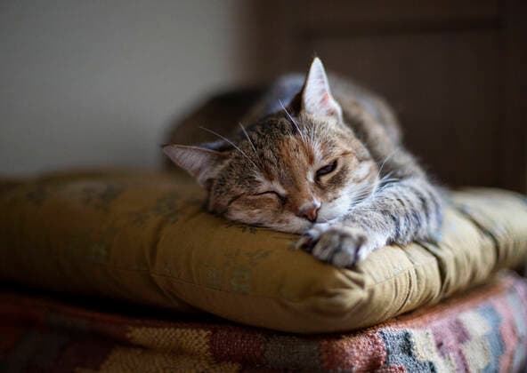 Portrait of cat relaxing on cushion property released, MAMF02305