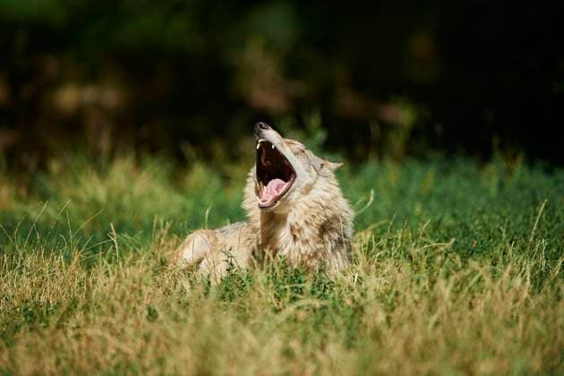 Timberwolf (Canis lupus lycaon) auf einer Wiese liegend, Gernany Copyright: imageBROKER/Davidx&xMichaxSheldon ibxshe08913112.jpg