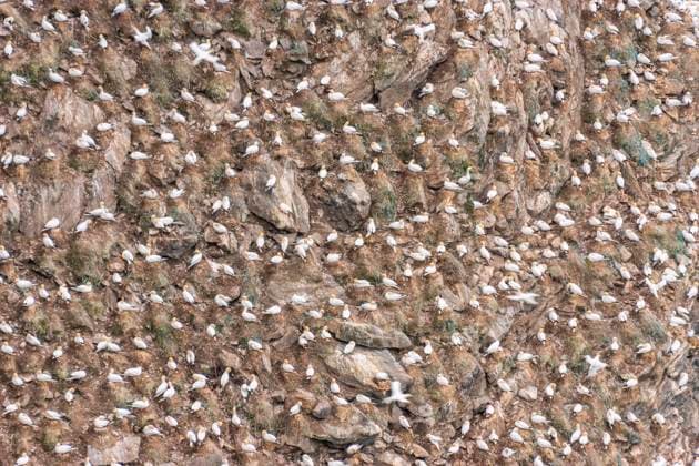 Creative Highlights World UK, Scotland, Unst, Gannet colony in Hermaness National Nature Reserve, SMAF02464
