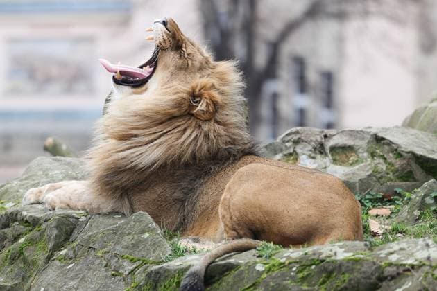 Entertainment Themen der Woche KW01 Entertainment Bilder des Tages Löwe im Zoologischen Garten am 03.01.23 in Berlin Zoologischer Garten Berlin - Eindrücke nach Wiedereröffnung *** Lion in the Zoological Garden on 03 01 23 in Berlin Zoological Garden Berlin impressions after reopening