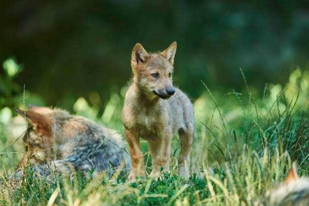 Timberwolf (Canis lupus lycaon), Jungtier, auf einer Wiese, Gernany Copyright: imageBROKER/Davidx&xMichaxSheldon ibxshe08913159.jpg