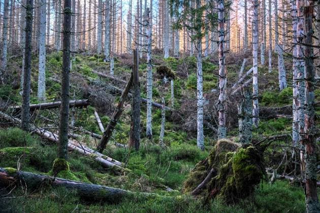 03.01.2023 Abgestorbene Fichten stehen an Deutschlands ältester Talsperre, dem Oderteich im Nationalpark Harz. Die historische Talsperre ist von einem Rundwanderweg umgeben, der durch eine Moorlandschaft führt. Von diesem Weg aus kann man alle Fascetten des Wandels der Waldlandschaft erkennen. St. Andreasberg Niedersachsen Deutschland *** 03 01 2023 Dead spruces stand at Germanys oldest dam, the Oderteich in the Harz National Park The historic dam is surrounded by a circular hiking trail that leads through a moorland landscape From this trail you can see all the facets of change in the forest landscape St Andreasberg Lower Saxony Germany