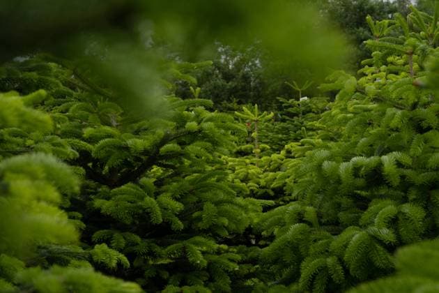 Open Air Farm With Biological Christmas Tree Plantation Hadsund, Denmark R_EUSL221229D5-1080955-01