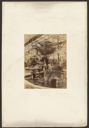 RECORD DATE NOT STATED Crystal Palace. Ferns and Water Lilies. Tropical Fountain Basin.. Philip H. Delamotte (British, 1820 - 1889) Copyright: xpiemagsx gb17281 !ACHTUNG AUFNAHMEDATUM GESCHÄTZT!