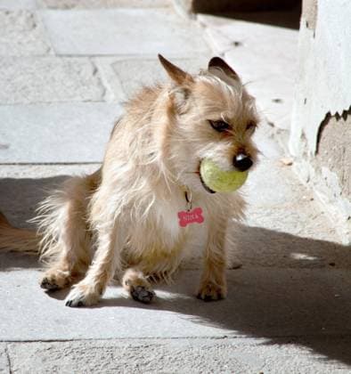 Haushund (Canis lupus f. familiaris), kleine Huendin mit Tennisball in der Schnauze, Vorderansicht domestic dog (Canis lupus f. familiaris), little bitch with tennis ball in muzzle, front view BLWS677908