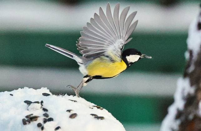 Entertainment Themen der Woche KW01 Entertainment Bilder des Tages RUSSIA, IVANOVO - JANUARY 4, 2023: A great tit eats sunflower seeds in winter. Vladimir Smirnov TASS  56673073