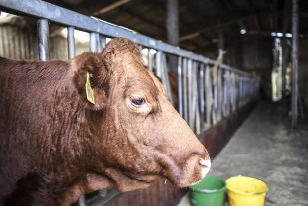 Biolandhof Wilhelm Gorres <p>Eine Mutterkuh auf dem Biohof Helenenhof von Landwirt Wilhelm Gorres in Binsheim, am Dienstag den 17.11.2020 in Duisburg-Baerl. Auf seinem Hof züchtet Wilhelm Gorres Fränkisches Gelbvieh. Deutschland Nordrhein-Westfalen Duisburg Copyright: LarsxFröhlich NUR FÜR REDAKTIONELLE ZWECKE *** Biolandhof Wilhelm Gorres P a Mutterkuh at the Biohof Helenenhof from Farmer Wilhelm Gorres in Binsheim, on Tuesday the 17 11 2020 in Duisburg Baerl at his Farm breeds Wilhelm Gorres Frankish yellow cattle Germany North Rhine Westphalia Duisburg Copyright Larsx Happy only for Editorial Purpose Copyright: LarsxFröhlich doc7d8nhg63j9jqe2qf9it EDITORIAL USE ONLY