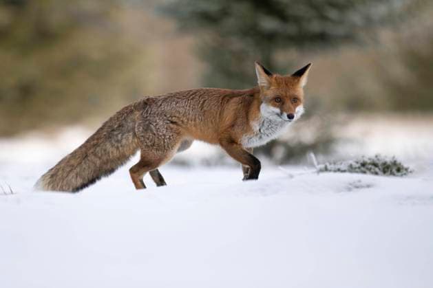  Rotfuchs (Vulpes vulpes) im Schnee, Bitburg, Rheinland-Pfalz, Deutschland, Europa *** Rotfuchs Vulpes Vulpes at Snow, Bitburg, Rhineland Palatinate, Germany, Europe Copyright: imageBROKER/HorstxJegen iblhje08933768.jpg
