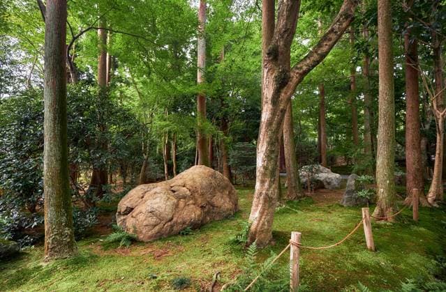 The traditional Japanese moss park with cypress and maple trees. Kyoto. Japan An forest scene with the rocks and cypress and maple trees in the traditional Japanese park covered with moss (dobashi) to suggest that the garden is ancient. Ryoan-ji temple. Kyoto. Japan Copyright: xZoonar.com SergeyxPistyazhnyukx(SergxZastavkin)x 18076718