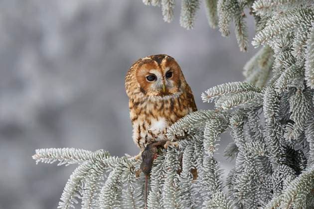  Waldkauz (Strix aluco), sitzt mit Beute in Nadelbaum bei Raureif im Winter *** Tawny Owl Strix aluco , sits with Loot in Coniferous tree at Hoarfrost at Winter Copyright: imageBROKER/RaimundxLinke ibxrde08927265.jpg