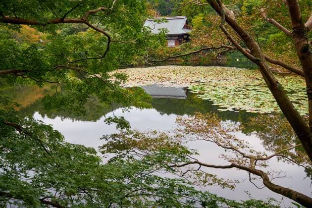Kyoyochi Pond ? the water garden of the Ryoan-ji temple. Kyoto. Japan Kyoyochi Pond overgrown with water lilies and lotuses. It was designed as the water garden of the Fujiwara estate, now a Ryoan-ji temple. Kyoto. Japan Copyright: xZoonar.com SergeyxPistyazhnyukx(SergxZastavkin)x 18076764