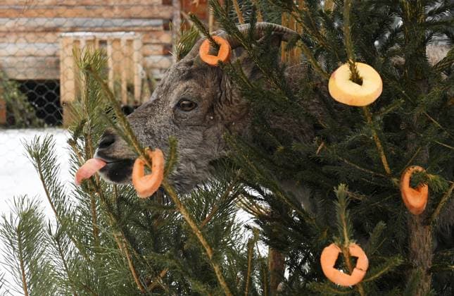 Russia New Year Season Zoo 8351316 05.01.2023 A female ibex eats vegetables hanging on a Christmas tree in its enclosure at the Royev Ruchey flora and fauna park, in Krasnoyarsk, Russia. The city s Entrepreneurs bring unsold trees from New Year s markets to the zoo, where they are used as feeding and toys. Ilya Naymushin Sputnik Krasnoyarsk Russia  Copyright: xIlyaxNaymushinx
