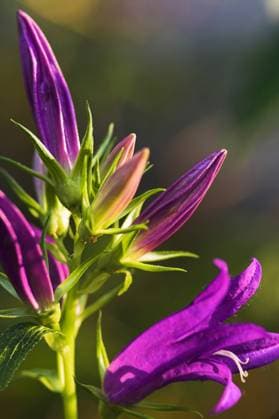 Glockenblume, bellflower, campanula latifolia blaue Glockenblume Copyright: xZoonar.com CorneliaxPithartx 78431