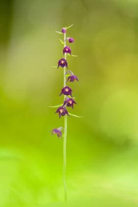 Braunrote Stendelwurz (Epipactis atrorubens). Braunrote Stendelwurz (Epipactis atrorubens) in Vollblüte. Royal Helleborine (Epipactis atrorubens), blooming. Copyright: xZoonar.com THOMASxMARTHx 18172541