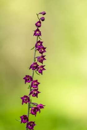 Braunrote Stendelwurz (Epipactis atrorubens). Braunrote Stendelwurz (Epipactis atrorubens) in Vollblüte. Royal Helleborine (Epipactis atrorubens), blooming. Copyright: xZoonar.com THOMASxMARTHx 18172554