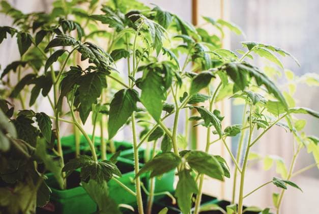 IMAGO Creative: Garten, Anbau im Gewächshaus IMAGO Creative, Jahreszeit Frühling, Licht und Sonne Overgrown tomato seedlings growing by the window with lack of light Overgrown tomato seedlings growing by the window with lack of light Copyright: xZoonar.com NadezhdaxSobolevax 18166770