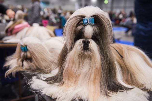 Bilder des Jahres 2023, Entertainment 01 Januar Entertainment Themen der Woche KW01 Entertainment Bilder des Tages Brno National Dog Show starts in Brno Exhibition Center, Czech Republic, January 8, 2023. (CTKxPhoto PatrikxUhlir) CTKPhotoP2023010803524  P2023010803524