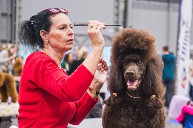 Entertainment Themen der Woche KW01 Brno National Dog Show starts in Brno Exhibition Center, Czech Republic, January 8, 2023. (CTKxPhoto PatrikxUhlir) CTKPhotoP2023010803532  P2023010803532