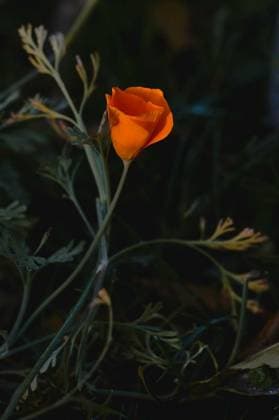  Wild orange poppy bloom, orange flower in nature, Wild orange poppy bloom, orange flower in nature, green leaves in the background., Wild orange poppy bloom, orange flower in nature, green leaves in the background., 21.11.2022, Copyright: xmothladyx Panthermedia32998109.jpg