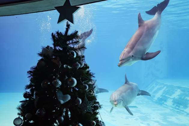 Christmas Atmosphere At Oltremare Theme Park In Riccione A general view of dolphins and Christmas decorations At Oltremare Theme Park on December 31, 2022 in Riccione, Italy Riccione Italy  Copyright: xAlessandroxBremecx originalFilename: bremec-notitle221231_npt0i.jpg