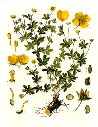 Heilpflanze, Blutwurz, Potentilla erecta, auch Dilledapp, Durmentill, Natterwurz, Rotwurz, Ruhrwurz, Siebenfinger oder Tormentil, Historisch, digital restaurierte Reproduktion von einer Vorlage aus dem 19. Jahrhundert,