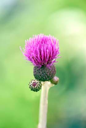 Purpur-Kratzdistel (Cirsium rivulare), Bayern, Deutschland, Europa *** purple Kratzdistel Cirsium rivulare , Bavaria, Germany, Europe Copyright: imageBROKER HelmutxMeyerxzurxCapellen ibxmzc08934549.jpg