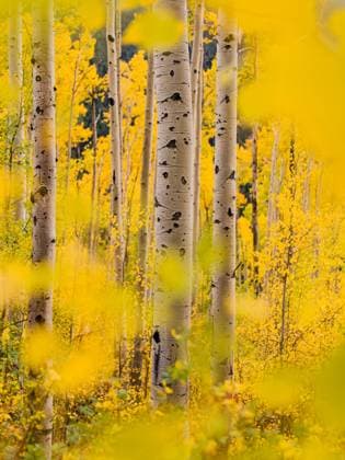 Looking Through the Aspen Trees - Fall Colors Colorado Aspen, Colorado, United States R_TOHA230106D-1103996-01