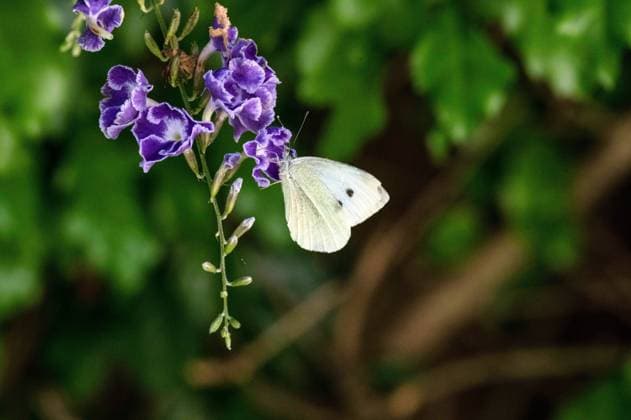 Butterfly on a flower A Butterfly sipping nectar from a flower in Sydney, NSW, Australia. Sydney New South Wales (NSW) Australia Copyright: xTaraxMalhotrax