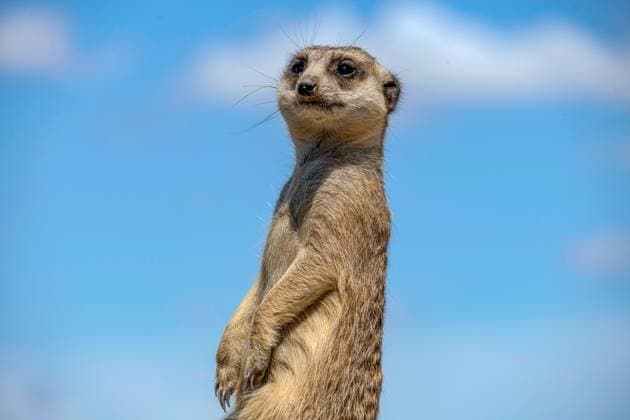 Creative Highlights World Meerkat (Suricata suricatta) Close-up of a Meerkat (Suricata suricatta) at Sydney Zoo in Sydney, NSW Australia. Sydney New South Wales (NSW) Australia Copyright: xTaraxMalhotrax