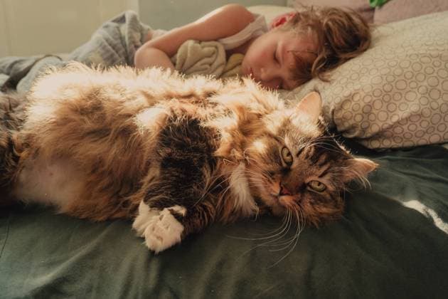 IMAGO Creative: Herbst, Gemütliches Zuhause Boy sleeps with a cat Kids and pets. Gomel, Gomel Region, Belarus CR_PJWUOI23011396-1106349-01 ,model released, Symbolfoto