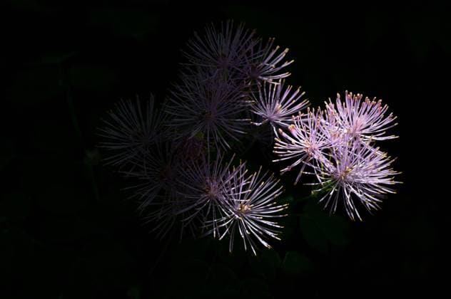 Detail der Blüte von Thalictrum aquilegiifolium auf schwarzem Hintergrund *** Detail the Flower from Thalictrum aquilegiifolium at black Background 1104301126