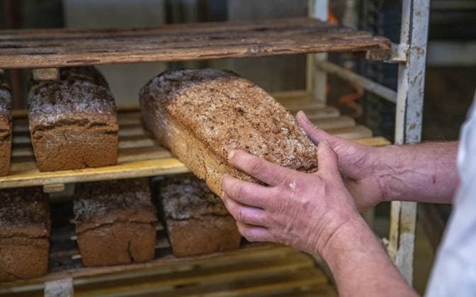 Tag des deutschen Brotes *** NUR FÜR REDAKTIONELLE ZWECKE *** EDITORIAL USE ONLY ***<p>Der Bäckermeister Richard Jansen, legt das frisch gebackene Rogegnbrot auf den Patettenwagen, in der Bäckerei Gerads in Rees, am Dienstag, 10.05.2022. Tag des deutschen Brotes: Geschichte aus einer Bäckerei, die noch alles von Hand backt. Wie gehen Bäckereien mit gestiegenen Mehl- und Energiepreisen um? Deutschland Nordrhein-Westfalen Rees Copyright: OlafxFuhrmann *** Day of Germans Breads *** ONLY FOR EDITORIAL PURPOSE *** EDITORIAL USE ONLY *** P the Master baker Richard jansen, puts the Fresh baked rye bread at the Patettenwagen, in the Bakery straight in rees, on Tuesday, 10 05 2022 Day of Germans Breads History from a Bakery, the still a Copyright: OlafxFuhrmann doc7kxk1o8t2g5z5m3d5n9 EDITORIAL USE ONLY