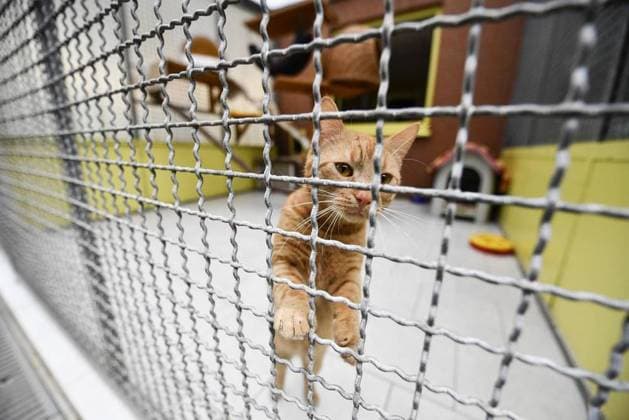 Offener Samstag im Tierheim mit buntem Programm *** NUR FÜR REDAKTIONELLE ZWECKE *** EDITORIAL USE ONLY ***<p>Eine Katze steht am Samstag, 28. Mai 2022 beim Tag der offenen Tür im Tierheim an der Kleinherbeder Straße in Bochum. Deutschland NRW Bochum Copyright: VladimirxWegener *** open Saturday at Animal shelter with colorful Programme *** ONLY FOR EDITORIAL PURPOSE *** EDITORIAL USE ONLY *** P a Cat is on Saturday, 28 May 2022 at Day the open Door at Animal shelter to the Kleinherbeder Street in Bochum Germany NRW Bochum Copyright VladimirxWegener Copyright: VladimirxWegener doc7l6xpe9974512gfrvex1 EDITORIAL USE ONLY
