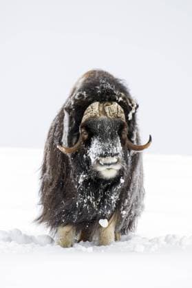  Moschusochse (Ovibos moschatus) Porträt eines verschneiten Männchens in der winterlichen Tundra, Dovrefjell *** Moschusochse Ovibos moschatus Portrait one snowy Male in the winter tundra, Dovrefjell Copyright: imageBROKER/alimdix/xArterra ibltsm08964660.jpg