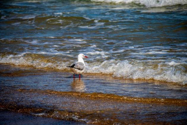 Creative Highlights World Silver Gull (Chroicocephalus novaehollandiae) on Caves Beach Silver Gull (Chroicocephalus novaehollandiae) on Caves Beach NSW, Australia. Greater Newcastle New South Wales (NSW) Australia Copyright: xTaraxMalhotrax