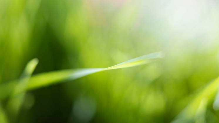 IMAGO Creative, Jahreszeit Frühling, Licht und Sonne natural grass close up natural grass close up Copyright: xZoonar.com OleksandrxLatkunx 18393578