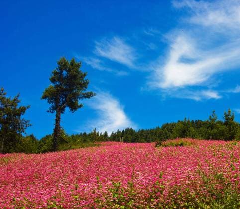 RECORD DATE NOT STATED Beautiful pictures of Bhutan , 35972140.jpg, Bhutan, Bhutantravel, Bhutantrip, Bhutanvacations, travel, traveldiary, traveldeeper, travellingthroughtheworld, travellers, travelph, travelersnotebook, travelmore, Nopeople, Travelgram, traveling, Travelphotography, travelling, travelblogger, traveler, traveller, travelingram, traveltheworld, travelblog, travels, traveladdict, travellife, travelphoto, travelpics, traveldiaries