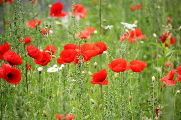  Mohnblumen (Papaver rhoeas) Wiese *** Poppies Papaver rhoeas Meadow Copyright: imageBROKER/alimdix/xAnkexTarabay ibltmr08969786.jpg