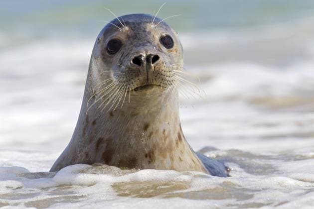 Creative Highlights World Seehund (Phoca vitulina), Seehund aus der Nähe in der Brandung, Helgoland, Helgoland, Wattenmeer, Deutschland, Europa *** Seal Phoca vitulina , Seal from the Proximity in the Surf, Helgoland, Helgoland, wadden sea, Germany, Europe Copyright: imageBROKER/alimdix/xArterra ibltsm08972500.jpg