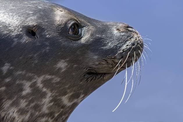Seehund (Phoca vitulina), Seehund, Nahaufnahme des Kopfes mit Schnurrhaaren Copyright: imageBROKER/alimdix/xArterra ibltsm08972548.jpg