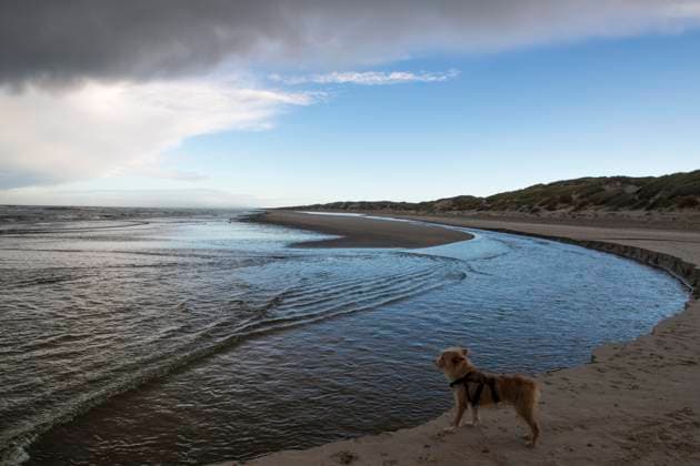 Kleiner Podengo Portugues, Rauhaar, schaut auf die Nordsee an der Mündung der Henne Mølleas, Henne Strand, Jütland, Dänemark, Europa *** Kleiner Podengo portuguese, rough hair, looks at the North Sea to the Estuary the Hen Molleas, Hen Beach, Jutland, Denmark, Europe Copyright: imageBROKER GeorgxStelzner ibxcag08966675.jpg ,model released, Symbolfoto ,property released