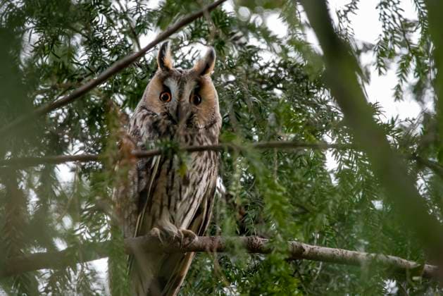  Waldohreule (Asio otus) sitzt in einer Konifere, Schlafbaum, Deutschland, Europa *** Long-eared Owl Asio Otus sits in a Conifer, sleeping tree, Germany, Europe Copyright: imageBROKER/StephanxSchulz ibxssz08967518.jpg
