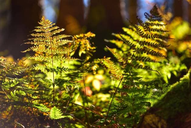  Herbstliche Stimmung im Wald mit Farn im Gegenlicht, Schwaben, Bayern, Deutschland, Europa *** Autumnal Mood at Forest with Fern at backlight, Swabia, Bavaria, Germany, Europe Copyright: imageBROKER/alimdix/xReinholdxRatzer iblohh08971969.jpg