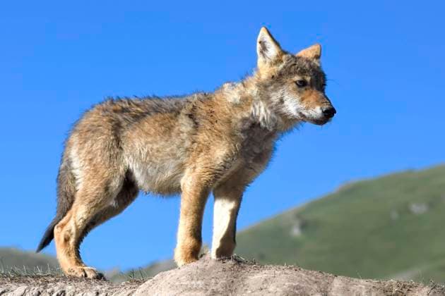 Junger Wolf, Kol Suu See, Provinz Naryn, Kirgisistan Copyright: imageBROKER/G&MxTherin-Weise ibxgab08969743.jpg