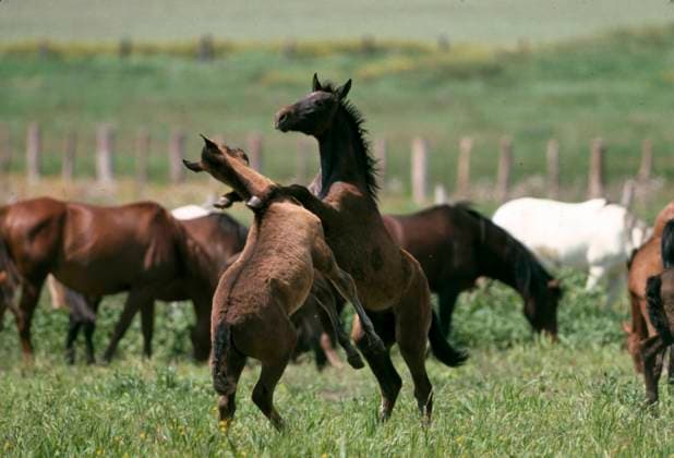 die in Andalusien gezüchteten Andalusier sind eine der ältesten Pferderassen der Welt *** the Andalusian bred in Andalusia is one of the oldest horse breeds in the world